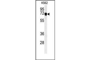 Western blot analysis of DENND1A Antibody (C-term) in K562 cell line lysates (35ug/lane). (DENND1A Antikörper  (C-Term))