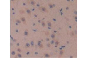 IHC-P analysis of Mouse Tissue, with DAB staining. (WNT10A Antikörper  (AA 108-343))