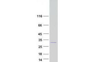 Western Blotting (WB) image for Ciliary Neurotrophic Factor (CNTF) protein (Myc-DYKDDDDK Tag) (ABIN2712916)