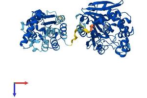 EPHX2 Protein (AA 1-555) (His tag)