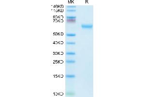 SDS-PAGE (SDS) image for CD27 Molecule (CD27) (AA 24-182) protein (mFc Tag) (ABIN7274123)