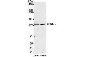 Western Blotting (WB) image for anti-Ubiquitin Specific Peptidase 7 (Herpes Virus-Associated) (USP7) (C-Term) antibody (ABIN7454512) (USP7 Antikörper  (C-Term))