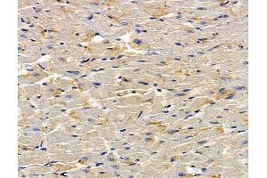 ABIN7095060 and ABIN7099116 at 1/100 staining rat heart tissue by IHC-P. (FAM105B Antikörper)