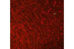 IF analysis of Histone H3 and GFAP using anti-Histone H3 antibody  and anti-GFAP antibody (ABIN7602675). (GFAP Antikörper  (AA 93-432))