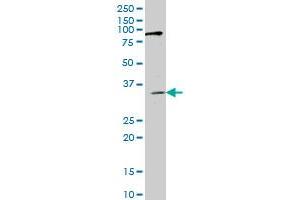 RNF217 antibody  (AA 2-100)