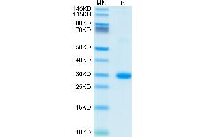 BTN3A2 Protein (AA 30-248) (His-Avi Tag)