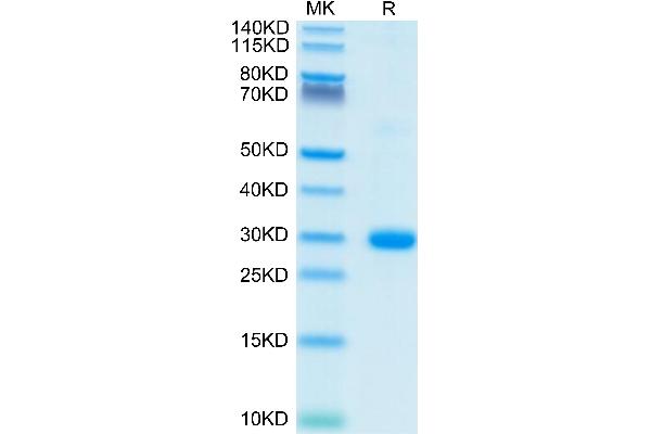 BTN3A2 Protein (AA 30-248) (His-Avi Tag)