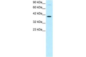 Western Blotting (WB) image for anti-KIN, Antigenic Determinant of RecA Protein Homolog (KIN) antibody (ABIN2460273) (KIN Antikörper)