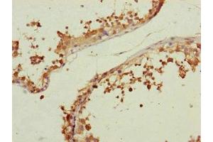 Immunohistochemistry of paraffin-embedded human testis tissue using ABIN7147357 at dilution of 1:100