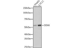 Western blot analysis of extracts of various cell lines, using DDX6 Rabbit mAb (ABIN7266703) at 1:1000 dilution. (DDX6 Antikörper)