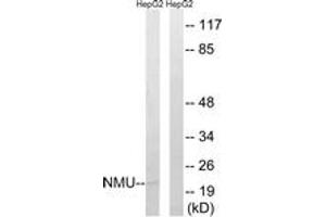 Western Blotting (WB) image for anti-Neuromedin U (NMU) (AA 125-174) antibody (ABIN2890460) (Neuromedin U Antikörper  (AA 125-174))