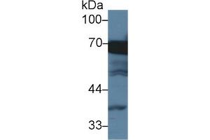 Detection of HSPA1L in Human HepG2 cell lysate using Monoclonal Antibody to Heat Shock 70 kDa Protein 1 Like Protein (HSPA1L) (HSPA1L Antikörper  (AA 1-641))