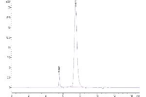 Size-exclusion chromatography-High Pressure Liquid Chromatography (SEC-HPLC) image for Tumor Necrosis Factor (Ligand) Superfamily, Member 13b (TNFSF13B) (Trimer) protein (His-Avi Tag,Biotin) (ABIN7273916)