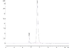 The purity of Biotinylated Human BAFF (Trimer) is greater than 95 % as determined by SEC-HPLC. (BAFF Protein (Trimer) (His-Avi Tag,Biotin))