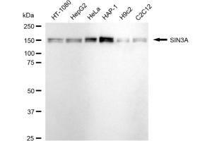 anti-SIN3 homolog A, transcription regulator (SIN3A) antibody