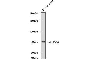 Western blot analysis of extracts of mouse heart, using SYNPO2L antibody (ABIN6135147, ABIN6148780, ABIN6148782 and ABIN6220274) at 1:3000 dilution. (SYNPO2L Antikörper  (AA 700-800))