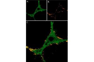 Neurite outgrowth was induced in  cells through 7 days exposure to 100 ng/mL Native mouse NGF 2. (alpha-Bungarotoxin (Active) protein (Atto 550))
