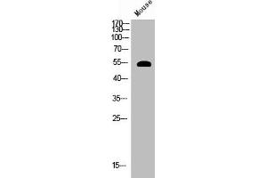Western Blot analysis of mouse cells using Phospho-Akt (S124) Polyclonal Antibody (AKT1 Antikörper  (pSer124))