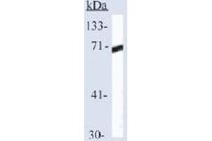 Western blot analysis of HSP70 expression in Hela cells (HSP70 1A Antikörper  (C-Term))