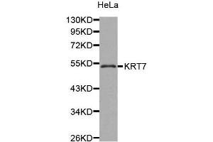 Western Blotting (WB) image for anti-Keratin 7 (KRT7) (AA 230-469) antibody (ABIN3016271) (Cytokeratin 7 Antikörper  (AA 230-469))