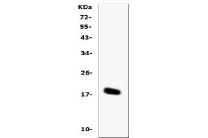 Western blot analysis of IL-16 using anti-IL-16 antibody (ABIN5518927). (IL16 Antikörper  (AA 1205-1322))