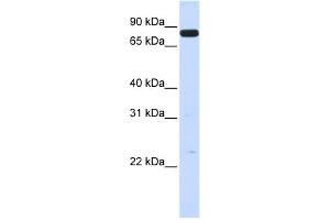 WB Suggested Anti-HGF Antibody Titration:  0. (HGF Antikörper  (N-Term))
