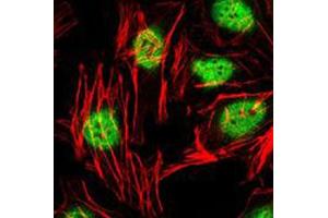 Immunofluorescent staining of HeLa cells with ZBTB16 monoclonal antibody, clone 5B3  (Green). (ZBTB16 Antikörper)