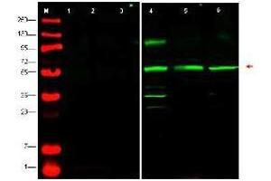 Western blot using  affinity purified anti-PTEN-P1 antibody shows detection of endogenous PTEN-P1 in whole cell lysates from human derived cell lines HeLa (lane 4), HEK293 (lane 5) and MCF7 (lane 6).