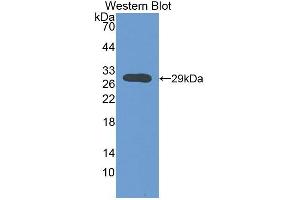 Western Blotting (WB) image for anti-ATPase, Na+/K+ Transporting, beta 3 Polypeptide (ATP1B3) (AA 61-277) antibody (ABIN7432448)