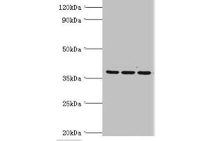 Western blot All lanes: 39S ribosomal protein L1, mitochondrial antibody at 2 μg/mL Lane 1: Hela whole cell lysate Lane 2: K562 whole cell lysate Lane 3: HepG2 whole cell lysate Secondary Goat polyclonal to rabbit IgG at 1/10000 dilution Predicted band size: 39 kDa Observed band size: 39 kDa (MRPL1 Antikörper  (AA 51-324))