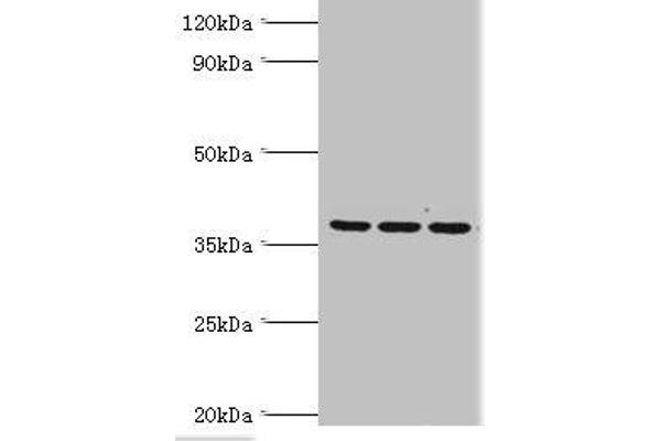 MRPL1 抗体  (AA 51-324)