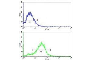 Flow Cytometry (FACS) image for anti-Bone Morphogenetic Protein Receptor, Type II (serine/threonine Kinase) (BMPR2) (AA 27-56) antibody (ABIN3030193)