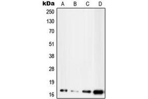 Western blot analysis of UBE2D2 expression in MCF7 (A), HepG2 (B), NIH3T3 (C), H9C2 (D) whole cell lysates. (UBE2D2 Antikörper  (C-Term))