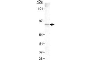 Western blot analysis of SLC9A8 in HeLa whole cell lysate with SLC9A8 monoclonal antibody, clone 7A11 . (NHE8 Antikörper  (C-Term))