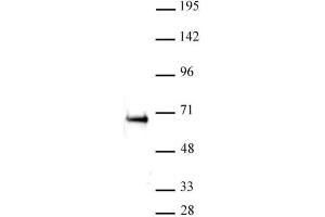 Western Blot: K-562 nuclear extract (20 µg per lane) probed with the ETO / RUNX1T1 antibody (pAb) at a dilution of 1:500.