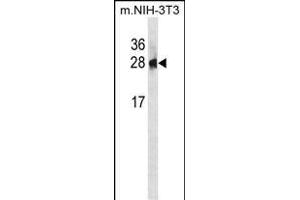 PSPH Antibody (N-term) (ABIN1881701 and ABIN2839050) western blot analysis in mouse NIH-3T3 cell line lysates (35 μg/lane).