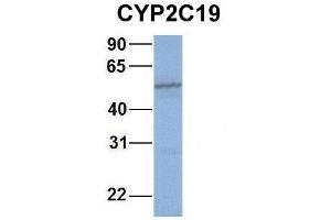 Host:  Rabbit  Target Name:  WT1  Sample Type:  721_B  Antibody Dilution:  1. (CYP2C19 Antikörper  (Middle Region))
