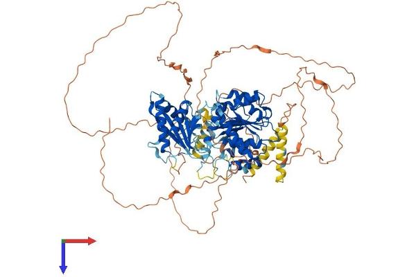 DDX20 Protein (AA 1-825) (His tag)