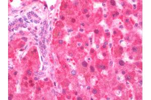Anti-GDI2 antibody IHC staining of human liver. (GDI2 Antikörper  (Biotin))