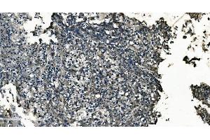 IHC analysis of GNG7 using anti-GNG7 antibody (ABIN7600508). (GNG7 Antikörper  (AA 2-57))