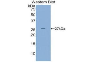 Western Blotting (WB) image for anti-Epidermal Growth Factor (EGF) (AA 973-1201) antibody (ABIN3208388) (EGF Antikörper  (AA 973-1201))