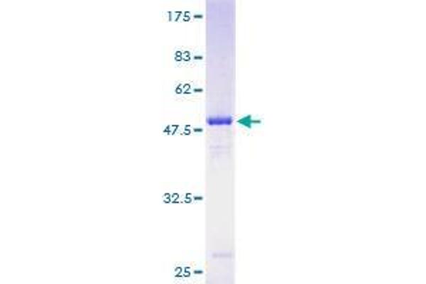 TRAPPC4 Protein (AA 1-219) (GST tag)