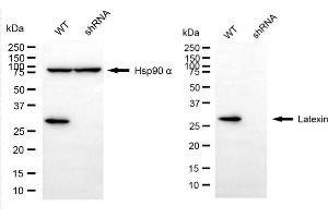 Western blotting analysis using latexin antibody (ABIN7799239). (Latexin Antikörper)