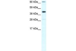 POLR2B antibody used at 0. (POLR2B Antikörper  (Middle Region))