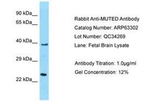 Image no. 1 for anti-Muted Homolog (MUTED) (AA 102-151) antibody (ABIN6749965) (MUTED Antikörper  (AA 102-151))