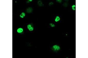 Anti-ERCC4 mouse monoclonal antibody (ABIN2454892) immunofluorescent staining of COS7 cells transiently transfected by pCMV6-ENTRY ERCC4 (RC223300). (ERCC4 Antikörper)
