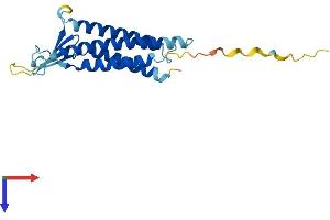 Claudin 1 Protein (CLDN1) (AA 1-211) (His tag)