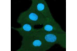 IF analysis of 14-3-3 zeta/delta using anti-14-3-3 zeta/delta antibody (ABIN5693157). (14-3-3 zeta Antikörper)
