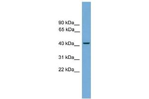 WB Suggested Anti-Rbm9 Antibody Titration:  0. (RBM9 Antikörper  (C-Term))