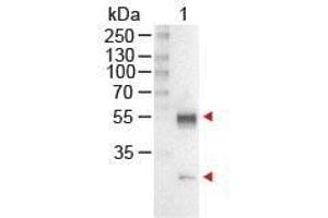 Western Blot of Rabbit anti-Mouse IgG Antibody Alkaline Phosphatase Conjugated Lane 1: Mouse IgG Load: 100 ng per lane Secondary antibody: MOUSE IgG (H&L) Antibody Alkaline Phosphatase Conjugated at 1:1,000 for 60 min at RT Block: ABIN925618 for 30 min at RT Predicted/Observed size: 55 and 28 kDa, 55 and 28 kDa (Kaninchen anti-Maus IgG (Heavy & Light Chain) Antikörper (Alkaline Phosphatase (AP)) - Preadsorbed)